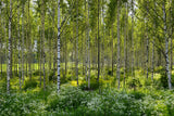 Betula pendula, 60-100 cm, 200-pack