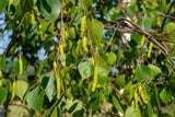 Betula pendula, 60-100 cm, 200-pack