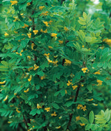 Caragana arborescens, 40-60 cm, 150-pack