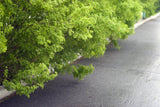 Caragana arborescens, 40-60 cm, 200-pack