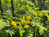 Caragana arborescens, 40-60 cm, 150-pack