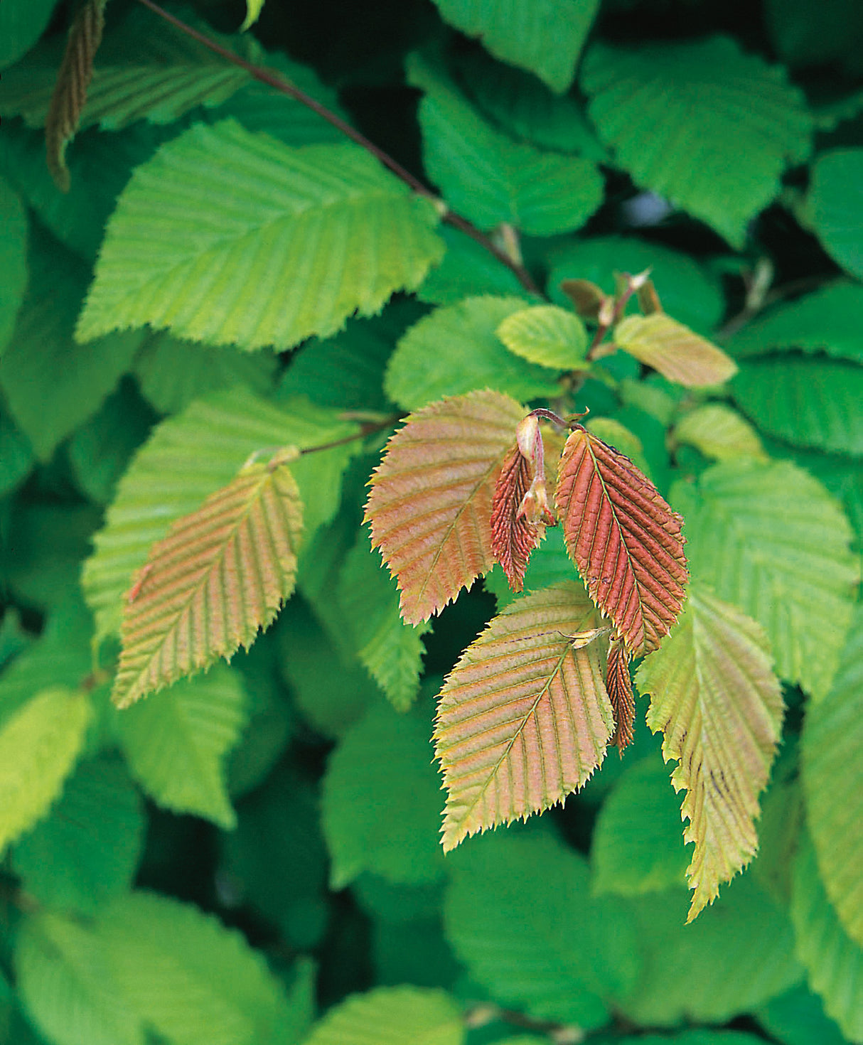 Carpinus betulus, 30-50 cm, 150-pack
