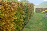 Carpinus betulus, 30-50 cm, 150-pack