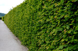 Carpinus betulus, 30-50 cm, 150-pack