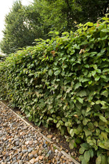 Carpinus betulus, 60-100 cm, 150-pack