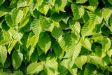 Carpinus betulus, 60-100 cm, 200-pack