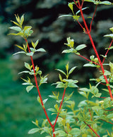 Cornus alba 'Sibirica', 50-80 cm, 150-pack