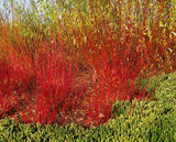 Cornus alba 'Sibirica', 50-80 cm, 150-pack