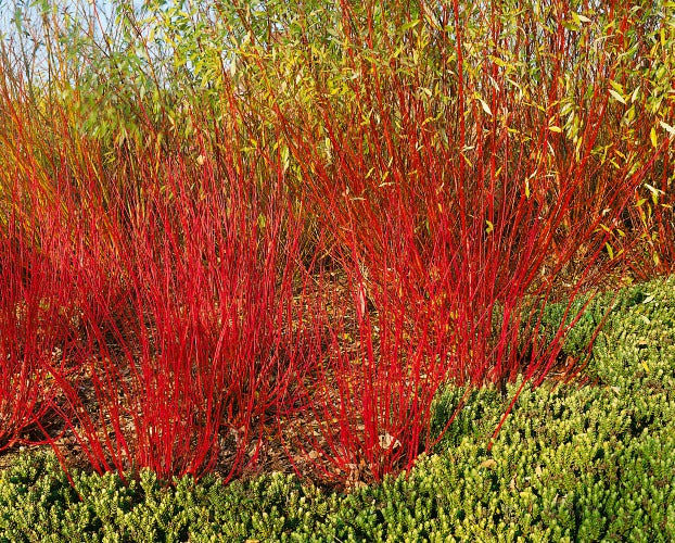 Cornus alba 'Sibirica', 50-80 cm, 200-pack