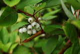 Cornus alba 'Sibirica', 50-80 cm, 200-pack
