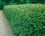 Cotoneaster lucidus, 30-50 cm, 150-pack