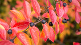 Cotoneaster lucidus, 30-50 cm, 150-pack