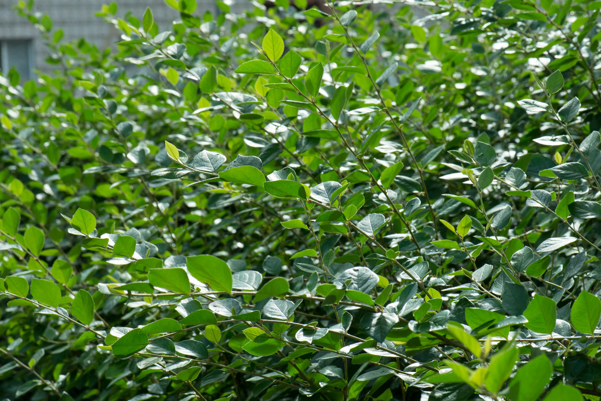 Cotoneaster lucidus, 30-50 cm, 200-pack