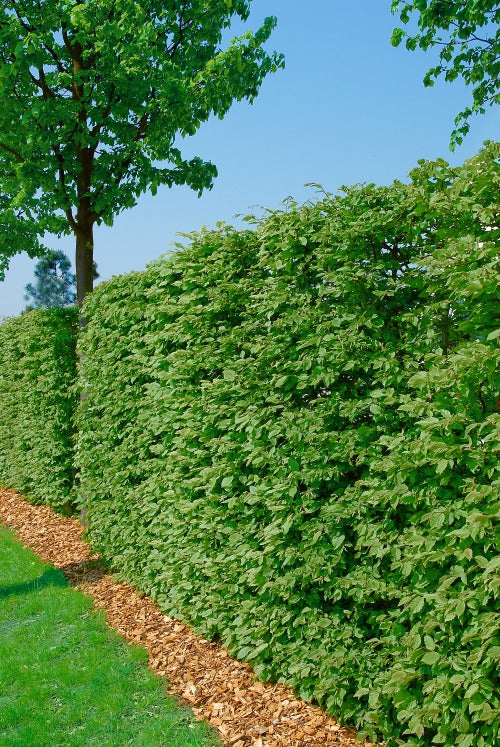 Fagus sylvatica, 50-80 cm, 150-pack