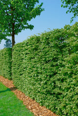 Fagus sylvatica, 50-80 cm, 150-pack