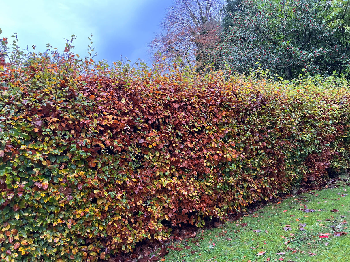 Fagus sylvatica, 50-80 cm, 150-pack