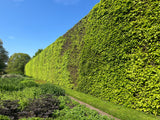 Fagus sylvatica, 50-80 cm, 150-pack