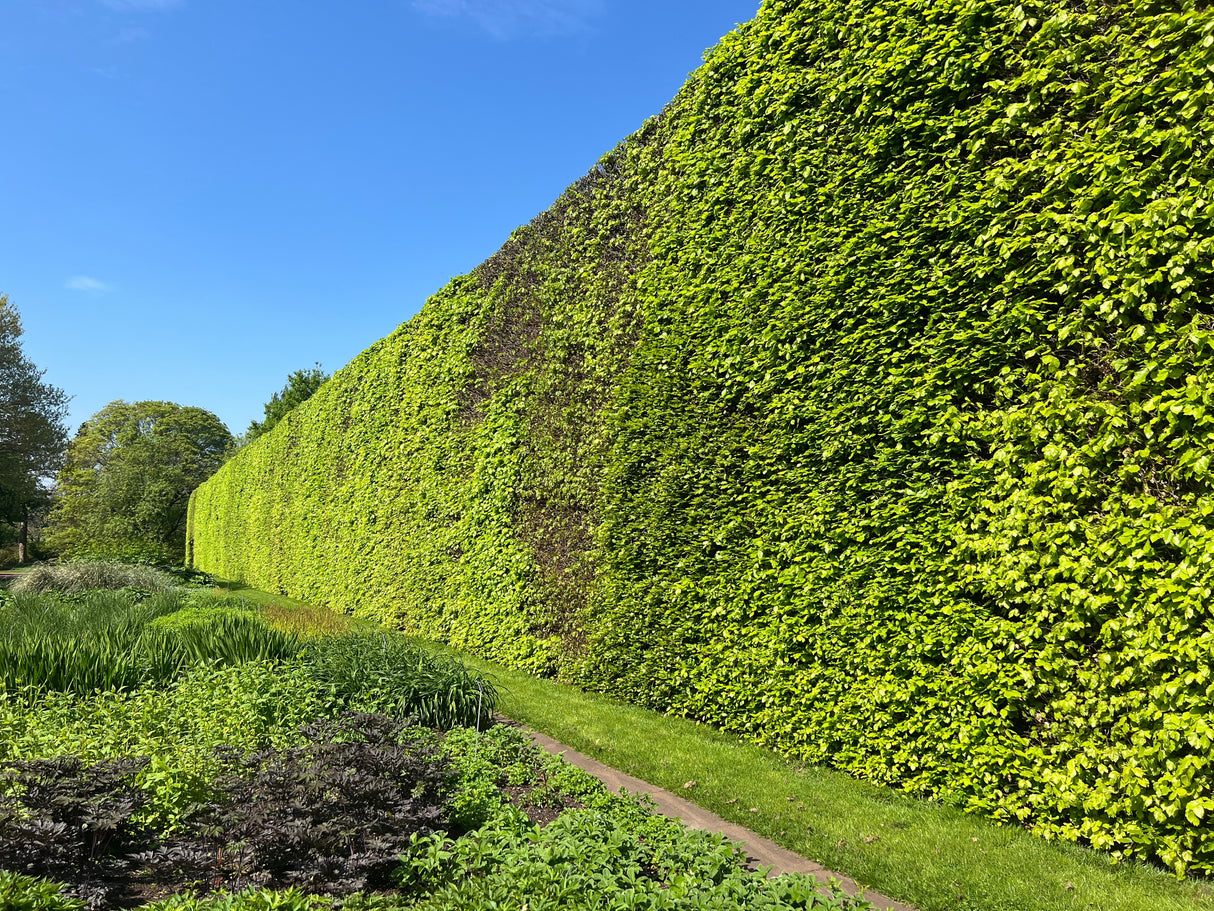 Fagus sylvatica, 50-80 cm, 200-pack
