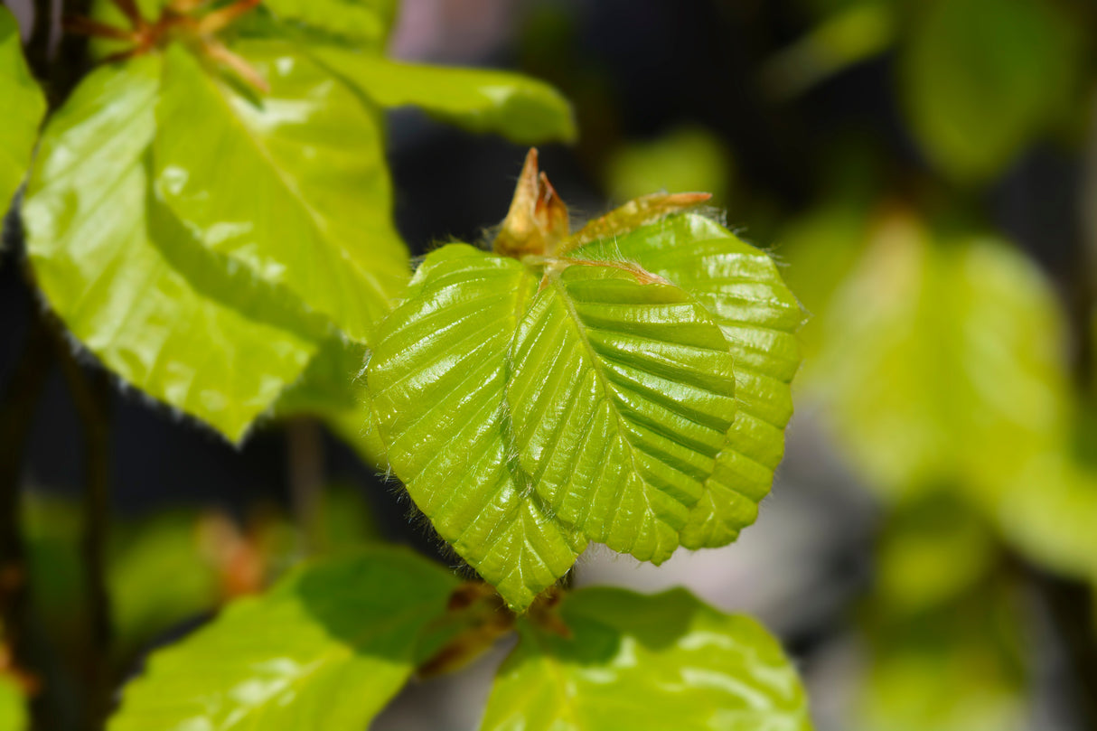 Fagus sylvatica, 50-80 cm, 150-pack