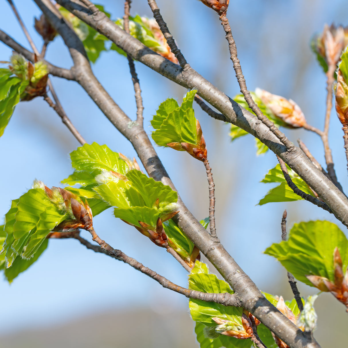 Fagus sylvatica, 50-80 cm, 200-pack