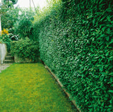 Ligustrum vulgare, 40-60 cm, 150-pack