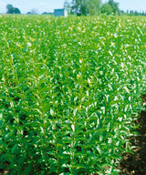 Ligustrum vulgare, 40-60 cm, 150-pack