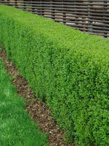 Ligustrum vulgare, 40-60 cm, 200-pack