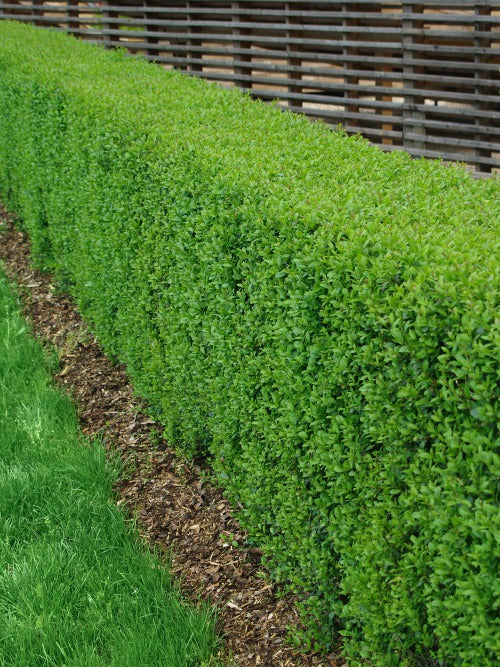 Ligustrum vulgare, 40-60 cm, 150-pack