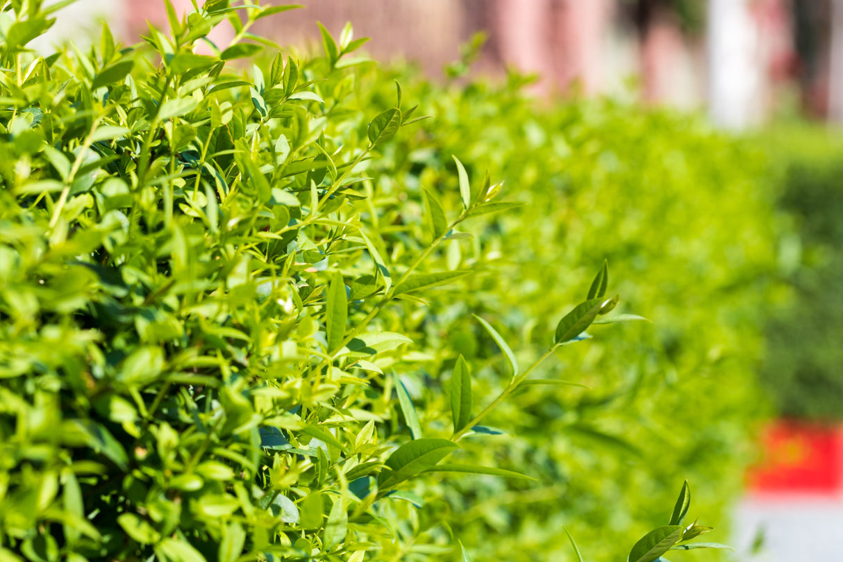 Ligustrum vulg. var. ital. 'Liga', 30-50 cm, 150-pack
