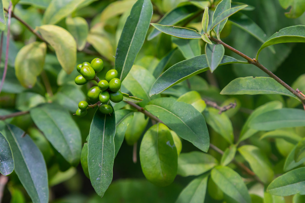 Ligustrum vulg. var. ital. 'Liga', 50-80 cm, 3-5 grenar, 200-pack