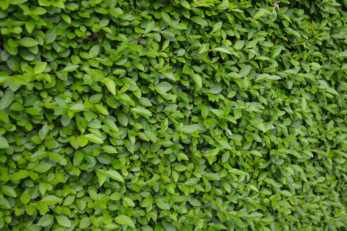 Ligustrum vulg. var. ital. 'Liga', 50-80 cm, 3-5 grenar, 200-pack