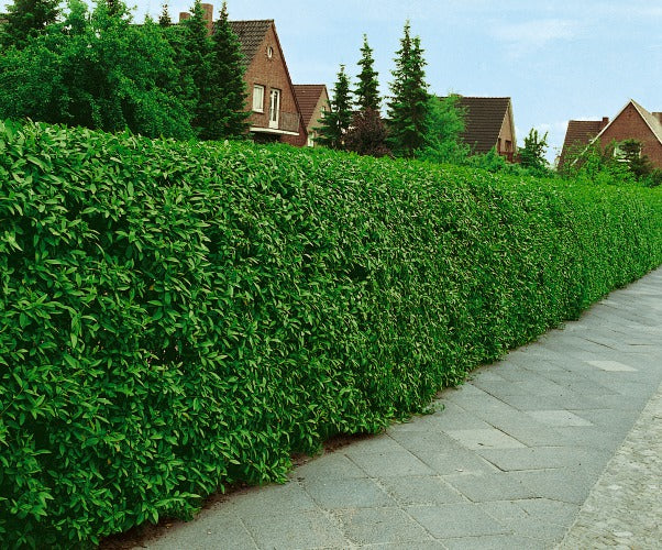 Ligustrum vulg. var. ital. 'Liga', 50-80 cm, 6-10 grenar, 200-pack