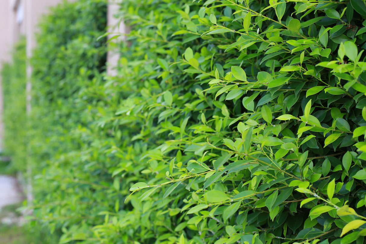 Ligustrum vulg. var. ital. 'Liga', 50-80 cm, 6-10 grenar, 200-pack