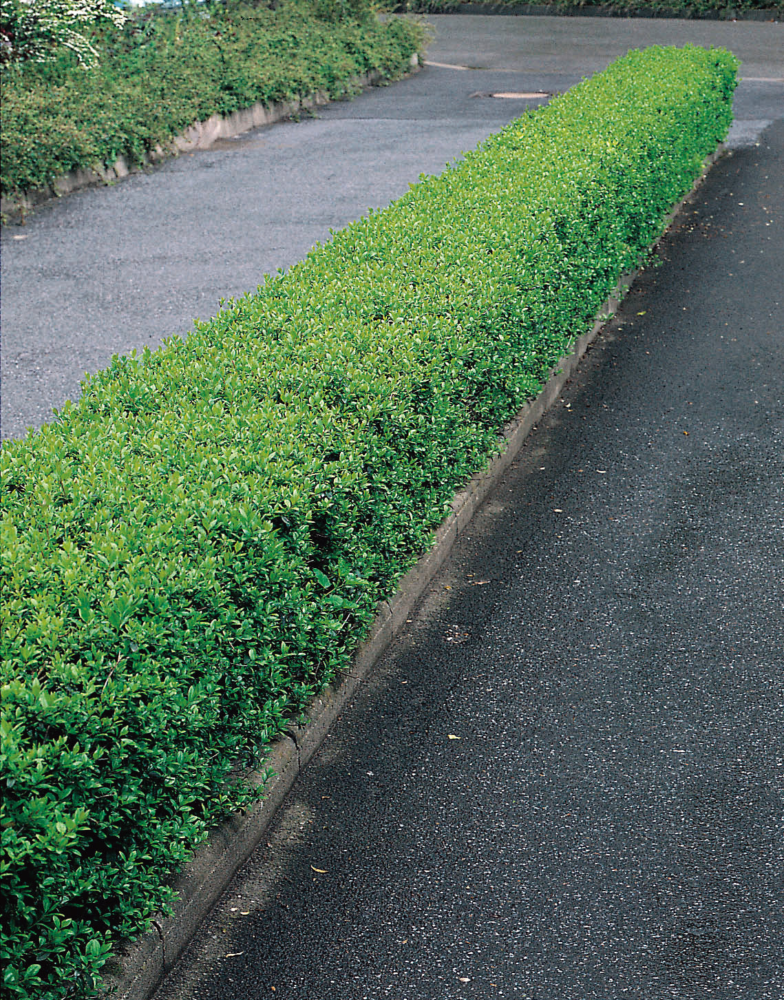 Ligustrum vulgare 'Lodense', 20-40 cm, 150-pack