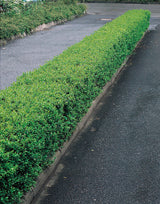 Ligustrum vulgare 'Lodense', 20-40 cm, 150-pack