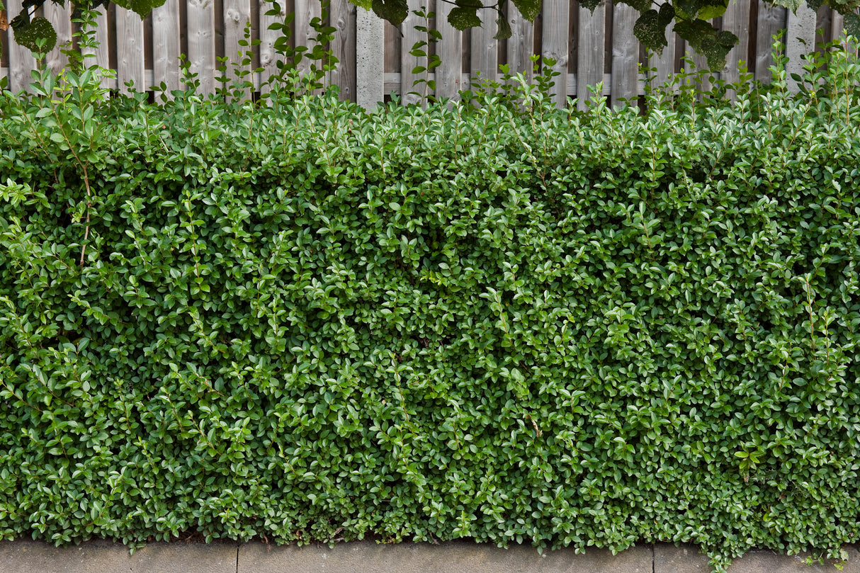 Ligustrum vulgare 'Lodense', 20-40 cm, 150-pack
