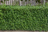 Ligustrum vulgare 'Lodense', 20-40 cm, 150-pack
