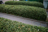 Ligustrum vulgare 'Lodense', 20-40 cm, 150-pack