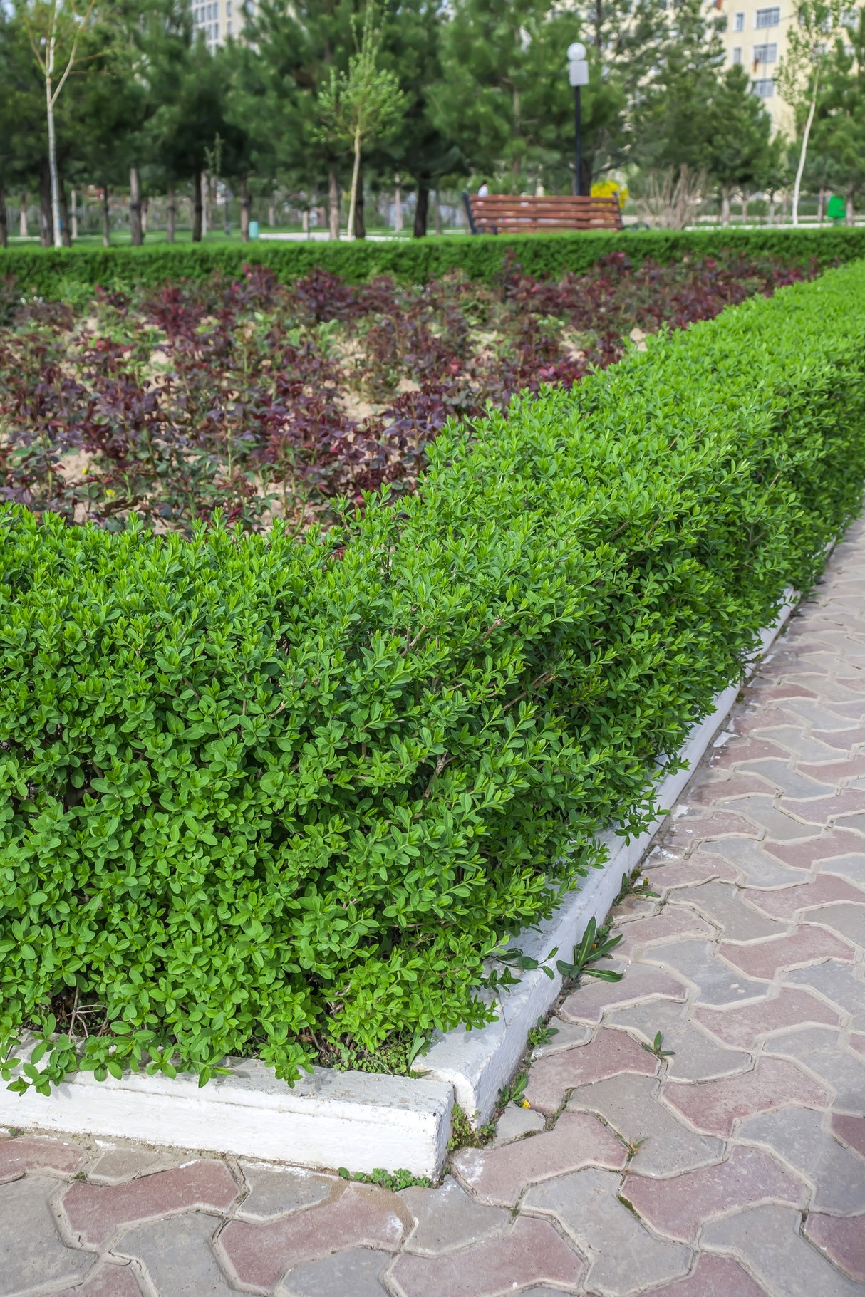 Ligustrum vulgare 'Lodense', 20-40 cm, 150-pack