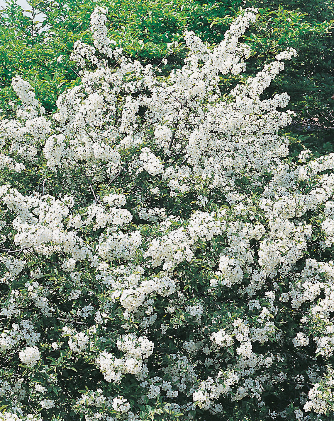 Malus toringo var. sargentii, 30-50 cm, 150-pack