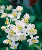 Malus toringo var. sargentii, 30-50 cm, 150-pack