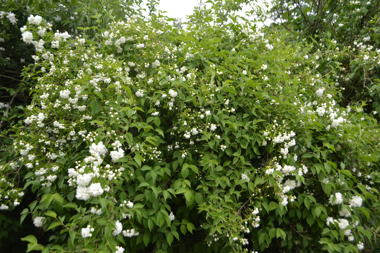 Philadelphus 'Mont Blanc', 30-50 cm, 150-pack
