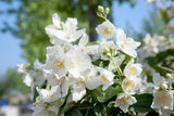 Philadelphus 'Mont Blanc', 30-50 cm, 200-pack