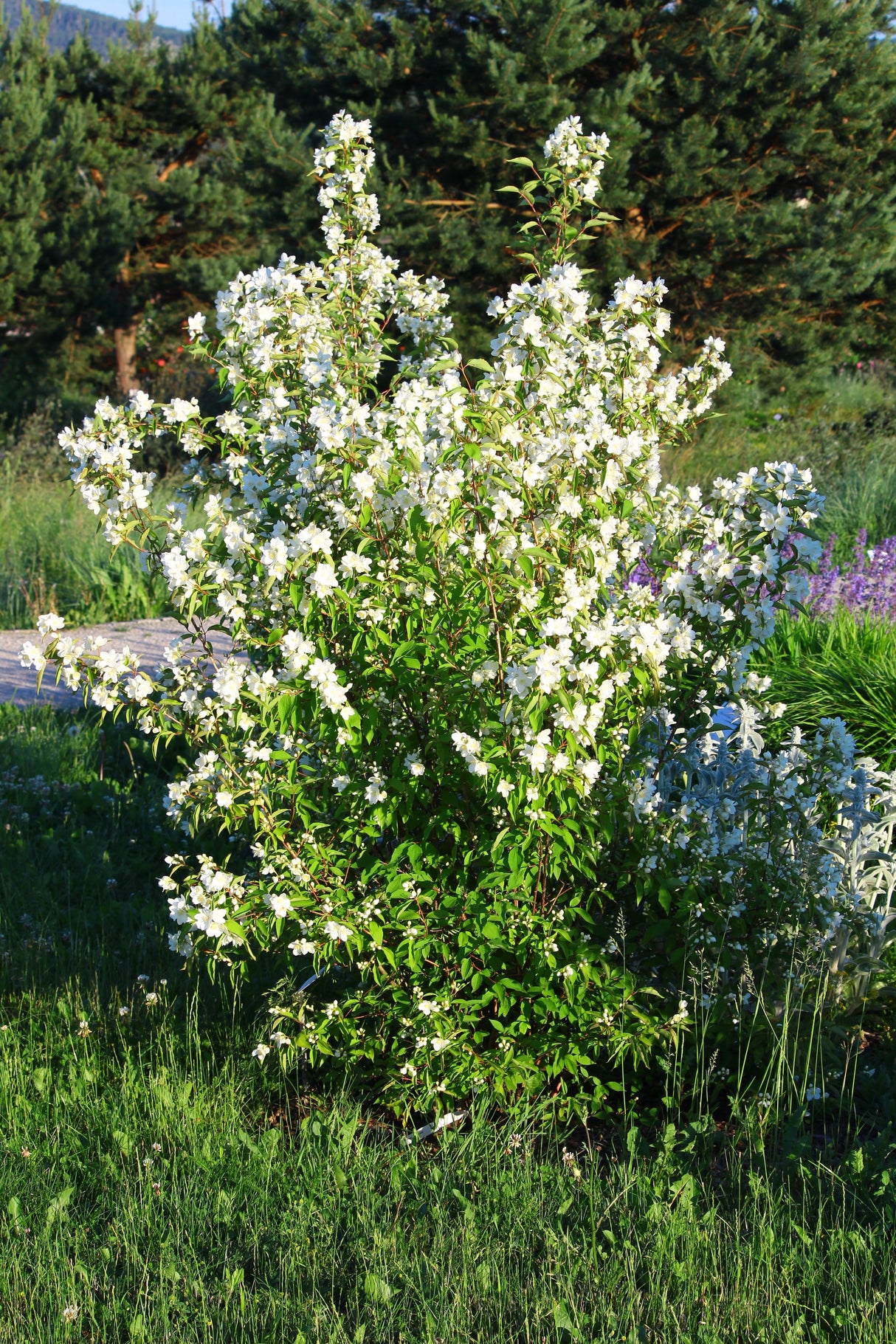 Philadelphus 'Mont Blanc', 30-50 cm, 200-pack
