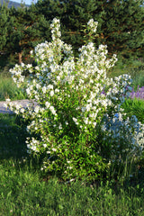 Philadelphus 'Mont Blanc', 30-50 cm, 200-pack