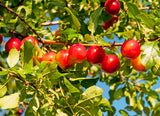 Prunus cerasifera, 60-100 cm, 150-pack