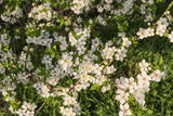 Prunus cerasifera, 60-100 cm, 100-pack