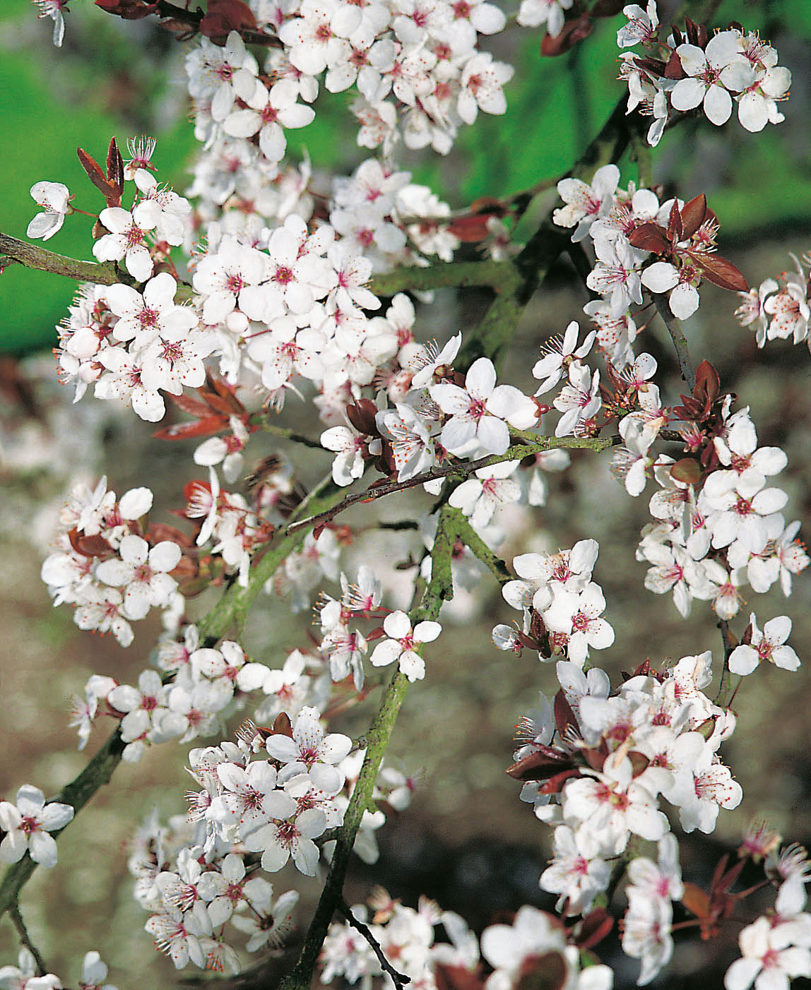 Prunus cerasifera, 60-100 cm, 150-pack