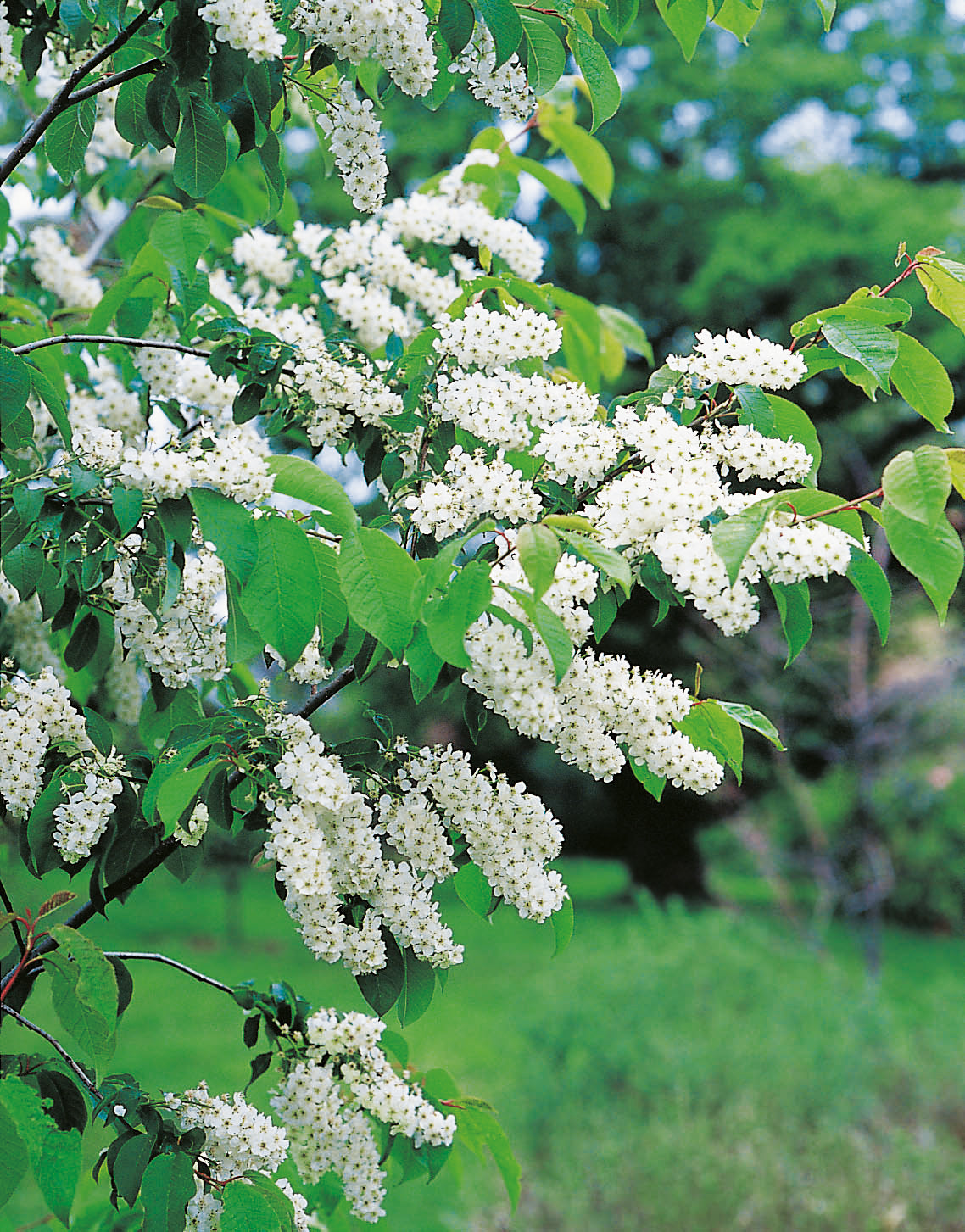 Prunus padus, 50-80 cm, 200-pack