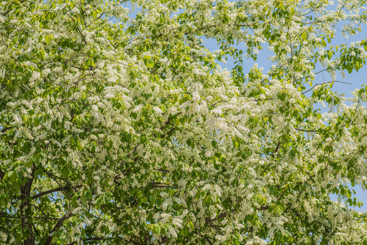 Prunus padus, 50-80 cm, 150-pack
